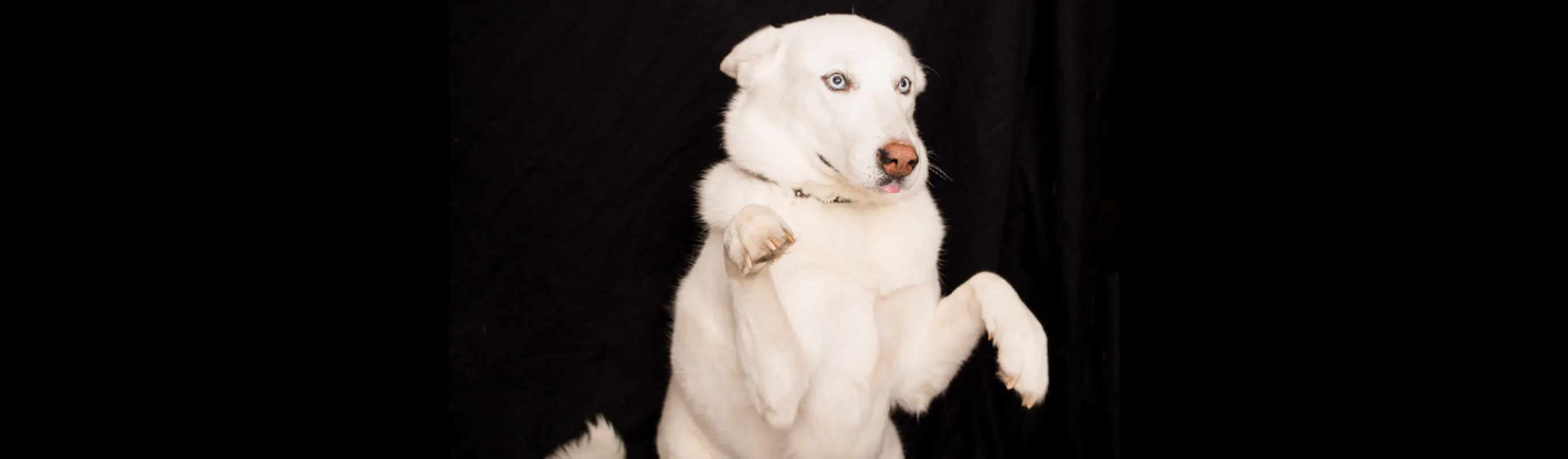 A photo of a derpy white husky standing on her hind legs